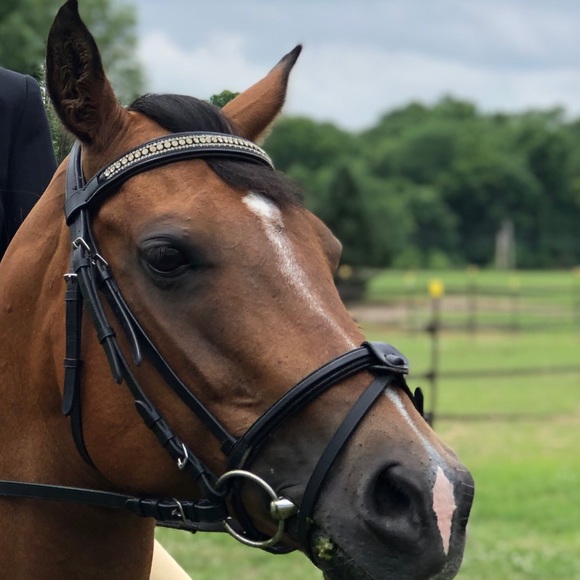 Meet your Posher, Dixie - Picture 2 of 2